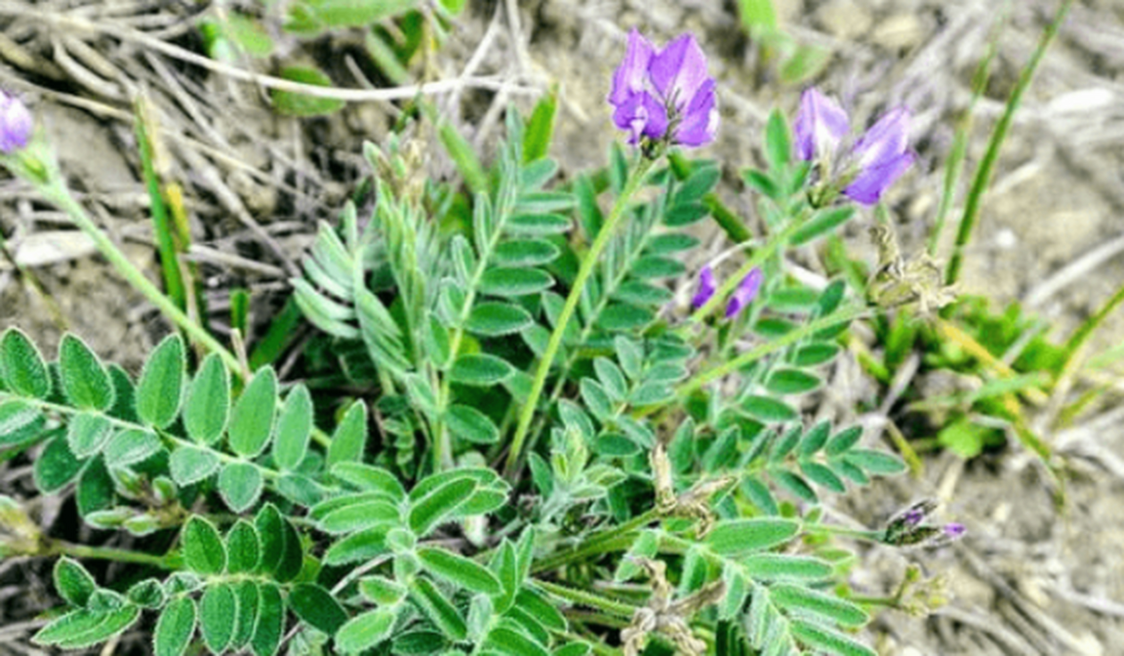 能长出口袋的"化脓草",根似人参,长相虽不好看,但有妙用  农村生长着