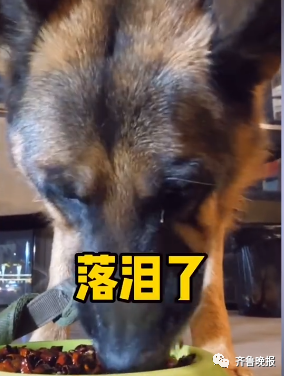 |宠物博主让狗当大胃王，一次吃100种零食！网友：为了卖货不择手段