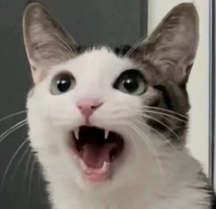 貌美声甜的夹子音小猫一张嘴发现牙缝超大哈哈哈