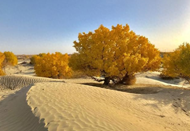 为什么沙漠种杨树,属于"断子绝孙"?那防沙该用什么树好?