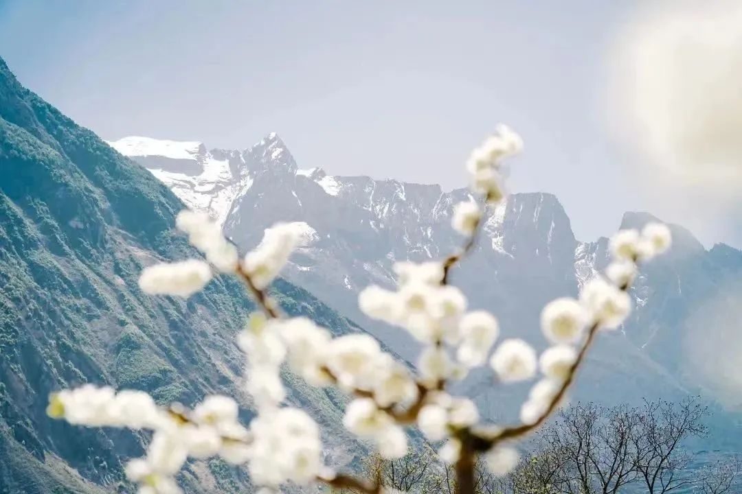 黑虎羌寨萬年忠孝文化節系列活動之春季篇——踏青賞花