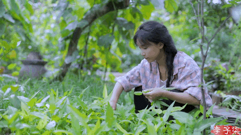 好久不见李子柒,长相变样了?