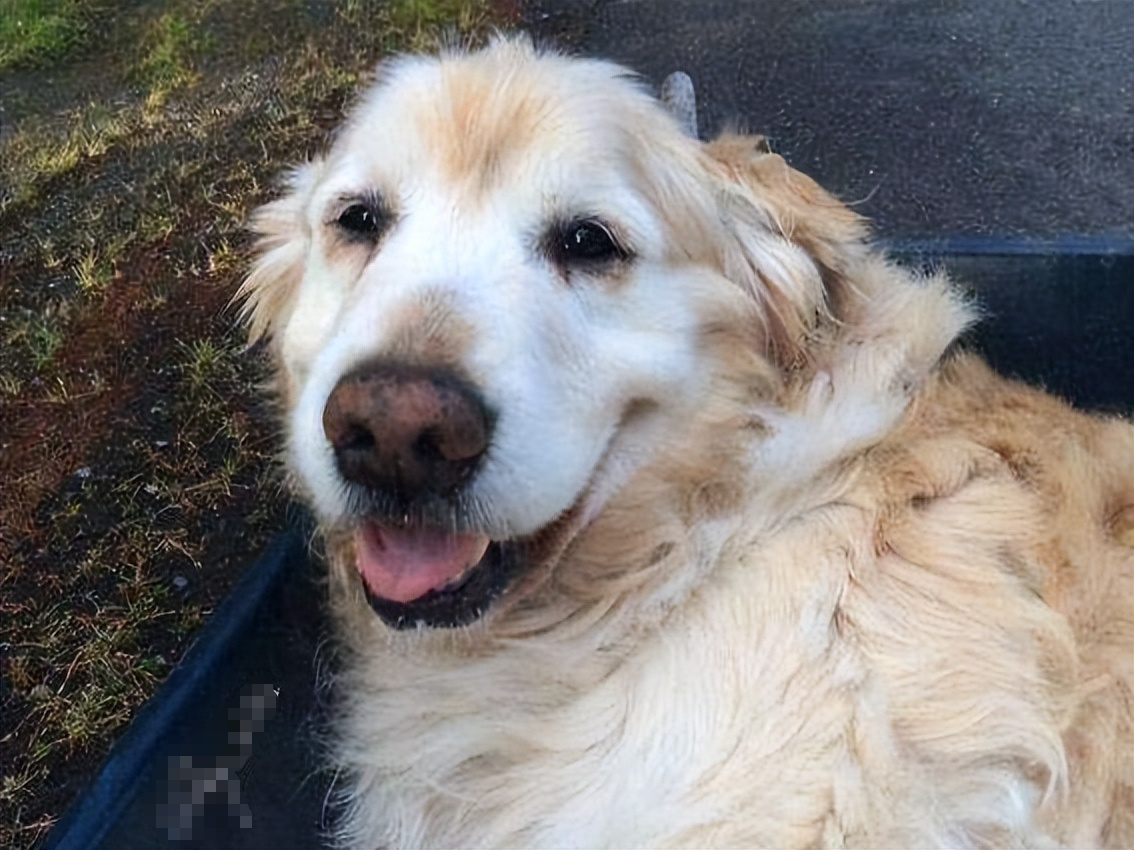 金毛一旦有这些特征,说明它"老了",不能陪你很久了