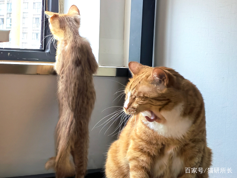 想接二猫又怕原住民关系不合？看这一篇就够了