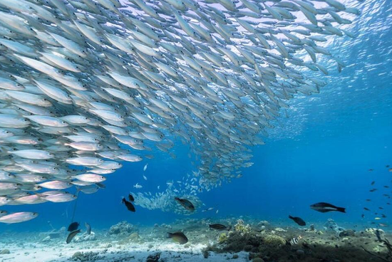 新疆博斯腾湖现水怪,专家组实地考察闯入怪物圈