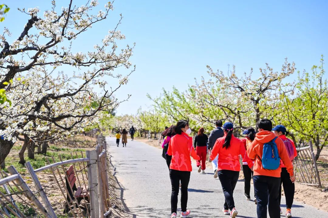 聚焦"文旅 "新格局!庞各庄镇第三十届梨花旅游文化节繁花相迎
