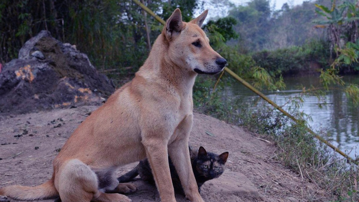 如果你要養狗,建議選擇中華田園犬,好處有5點