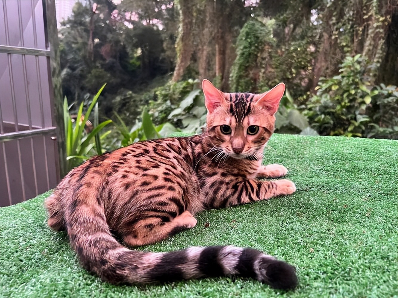 盘点八种"大体型"宠物猫:缅因布偶上榜!大橘:有礼貌但不多!