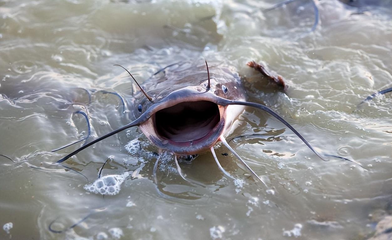 吃粪便,腐肉,重金属长大,塘鲺鲶鱼究竟有多脏?还有没有人吃