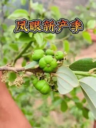 菩提树果实图片及价格图片