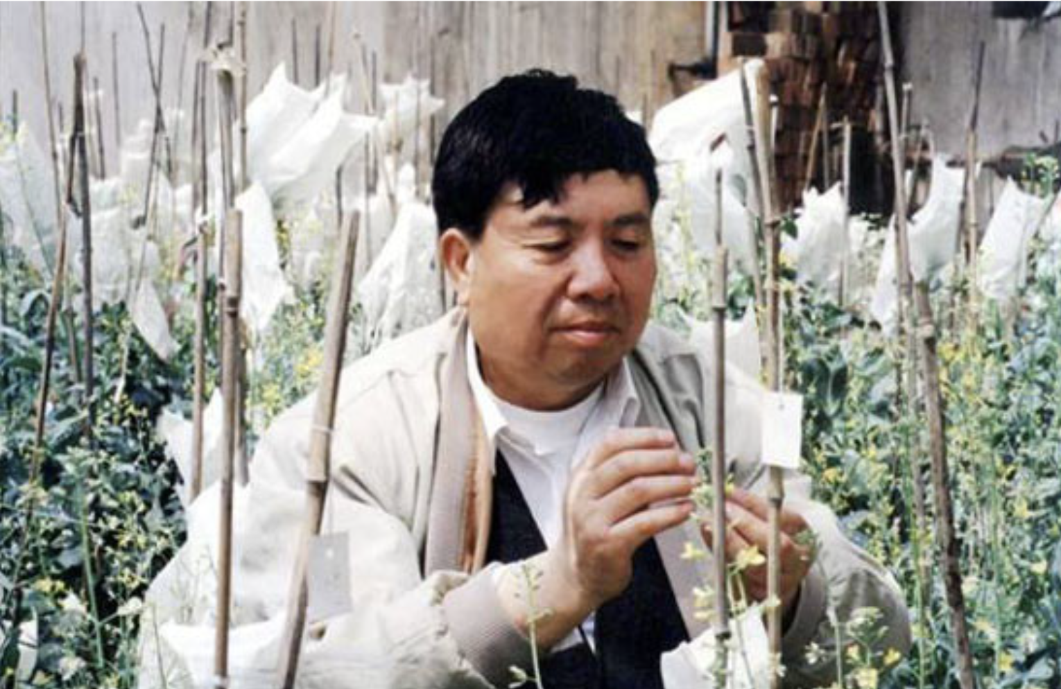 80岁院士方智远,55年研究一颗圆白菜(潜心科研 砥砺创新)