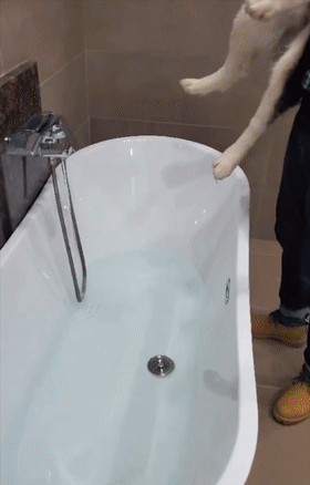 这只二哈可谓就是典范了 洗澡洗到一半,突然就发起了疯.