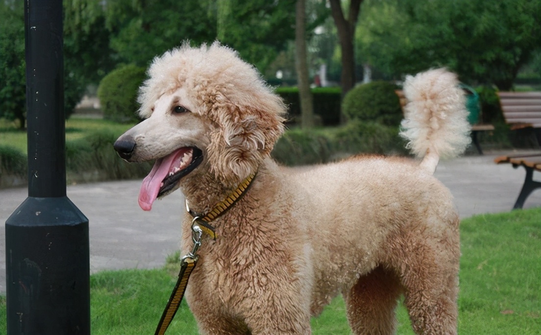 贵宾犬的6种"性格解析",你家属于哪一种?