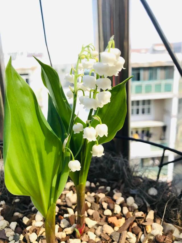 10种"阴性花",高档又大气,养在"北阳台"照样美如画