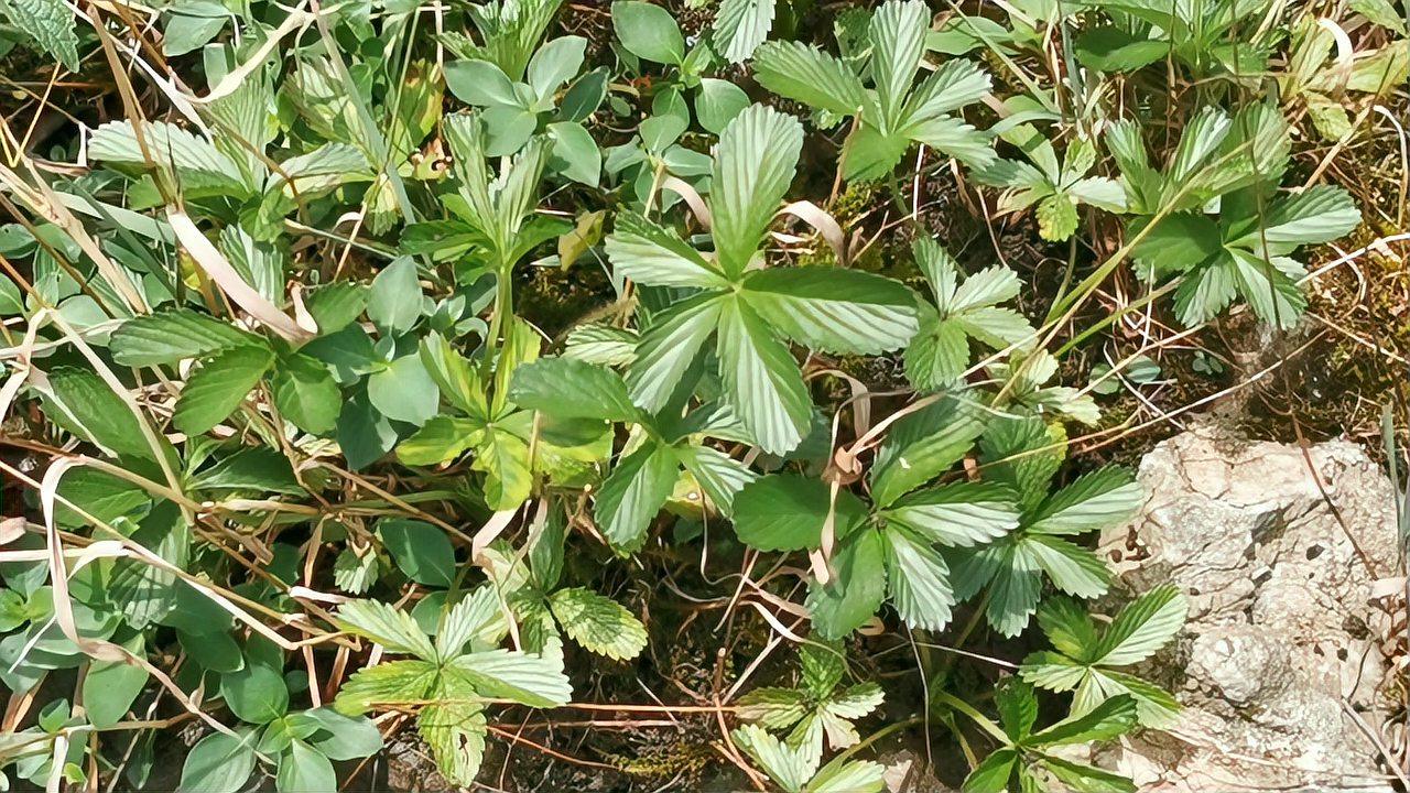 农村这种植物,浑身都是宝,被老人称之为止咳草,你见过吗?