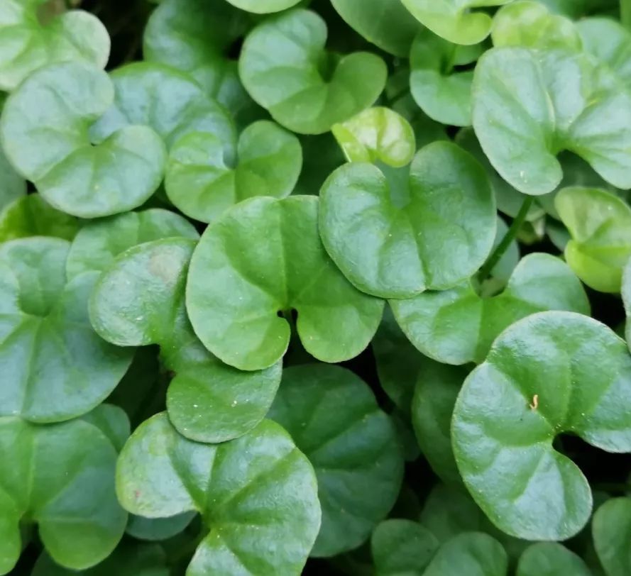 农民当它是杂草,老中医拿它当宝,谁对?原来是"天然解毒王"?