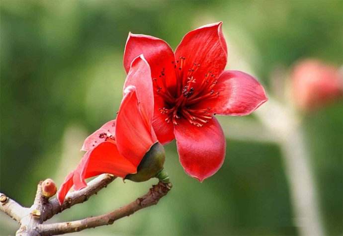 木棉花花语和寓意是什么呢?