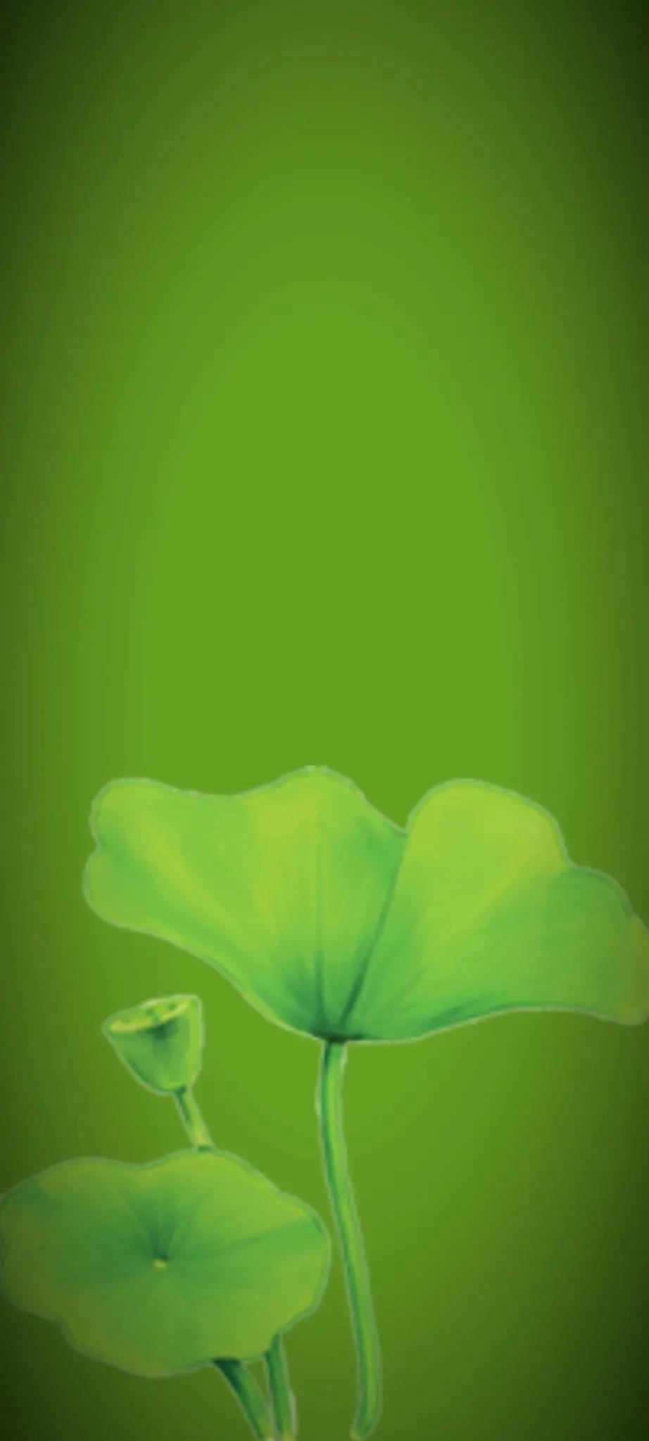 苹果手机绿色护眼壁纸图片