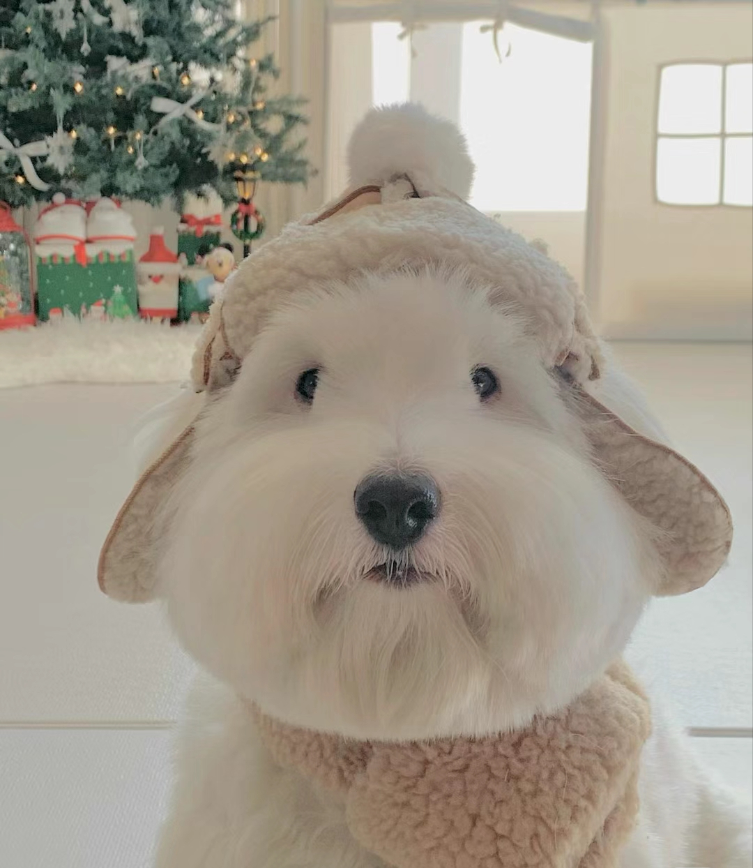 对不起,我迷恋上了"棉花面纱犬",它真的太可爱了