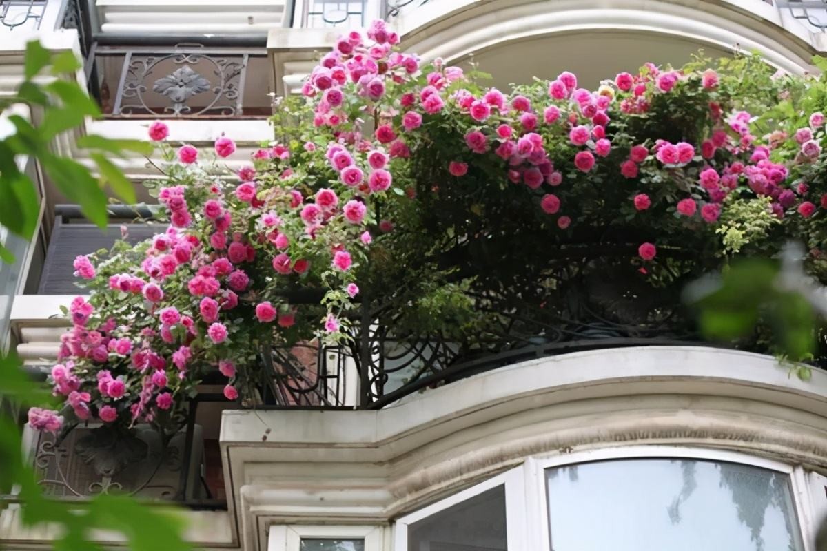 花时间,打造露台"月季花园",即使没院子也要种月季,太美了