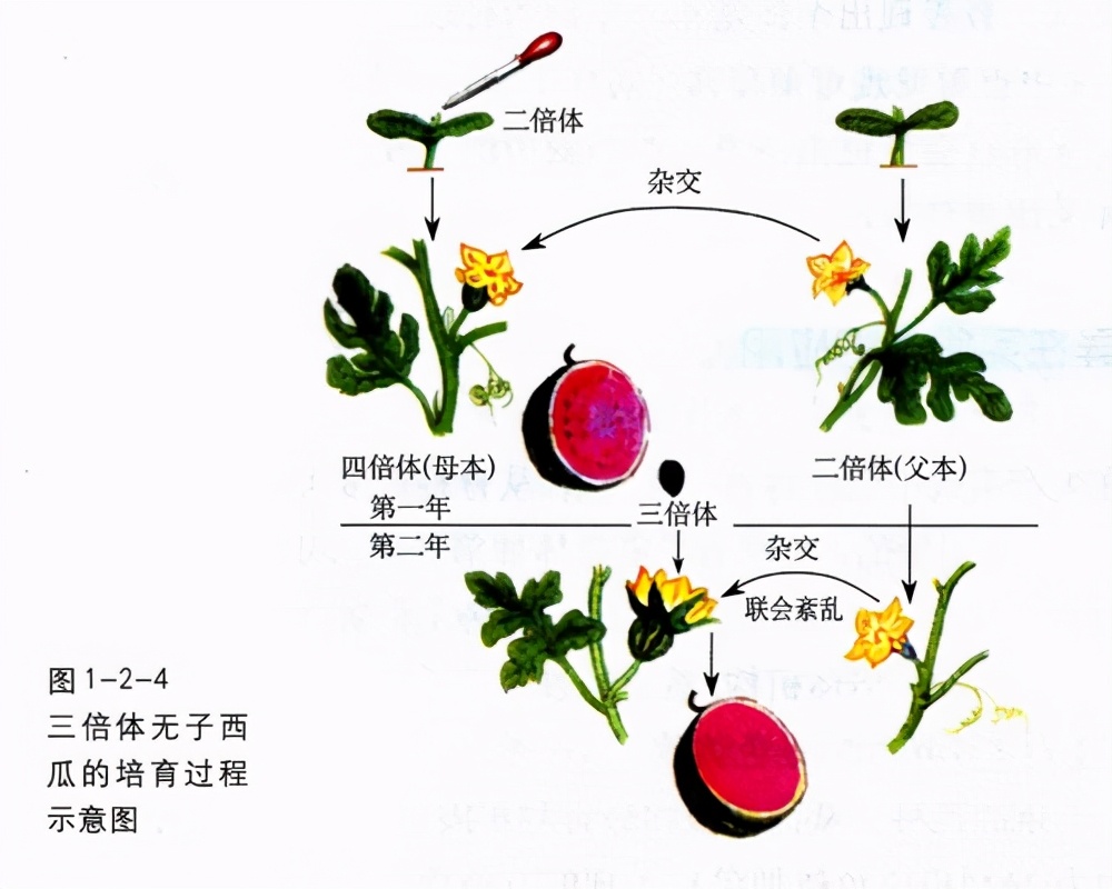 热量就是60大卡/100g,是我们在网上查到的西瓜热量的 2倍