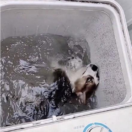 "一学生被指用洗衣机虐狗",警方通报!