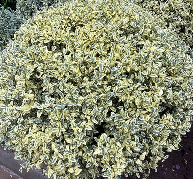 这十几种球状植物漂亮又好养,非常适合花境装扮!