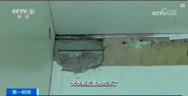 恐怖!中国南方白蚁泛滥,广州某小区家具遭破坏,树木被蛀空