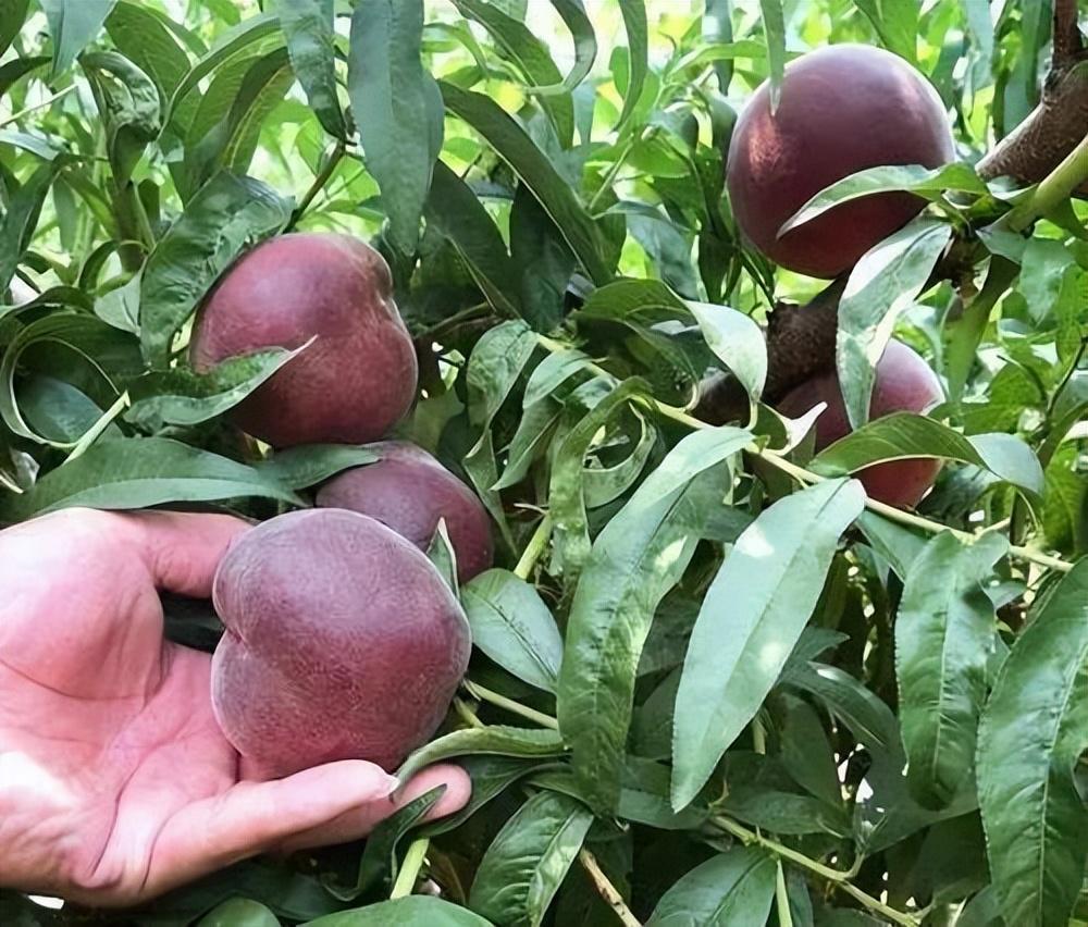 耐旱與耐寒特質鮮明的黑桃皇后果樹!種植簡單好成活!