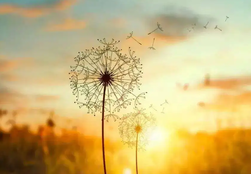 四川8岁女孩佘艳,患病后为不拖累养父,悄悄写下:自愿放弃治疗