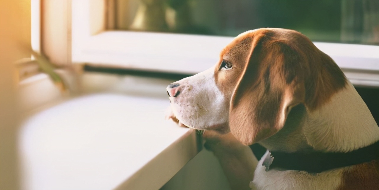 养一只狗,它会感到孤独吗?