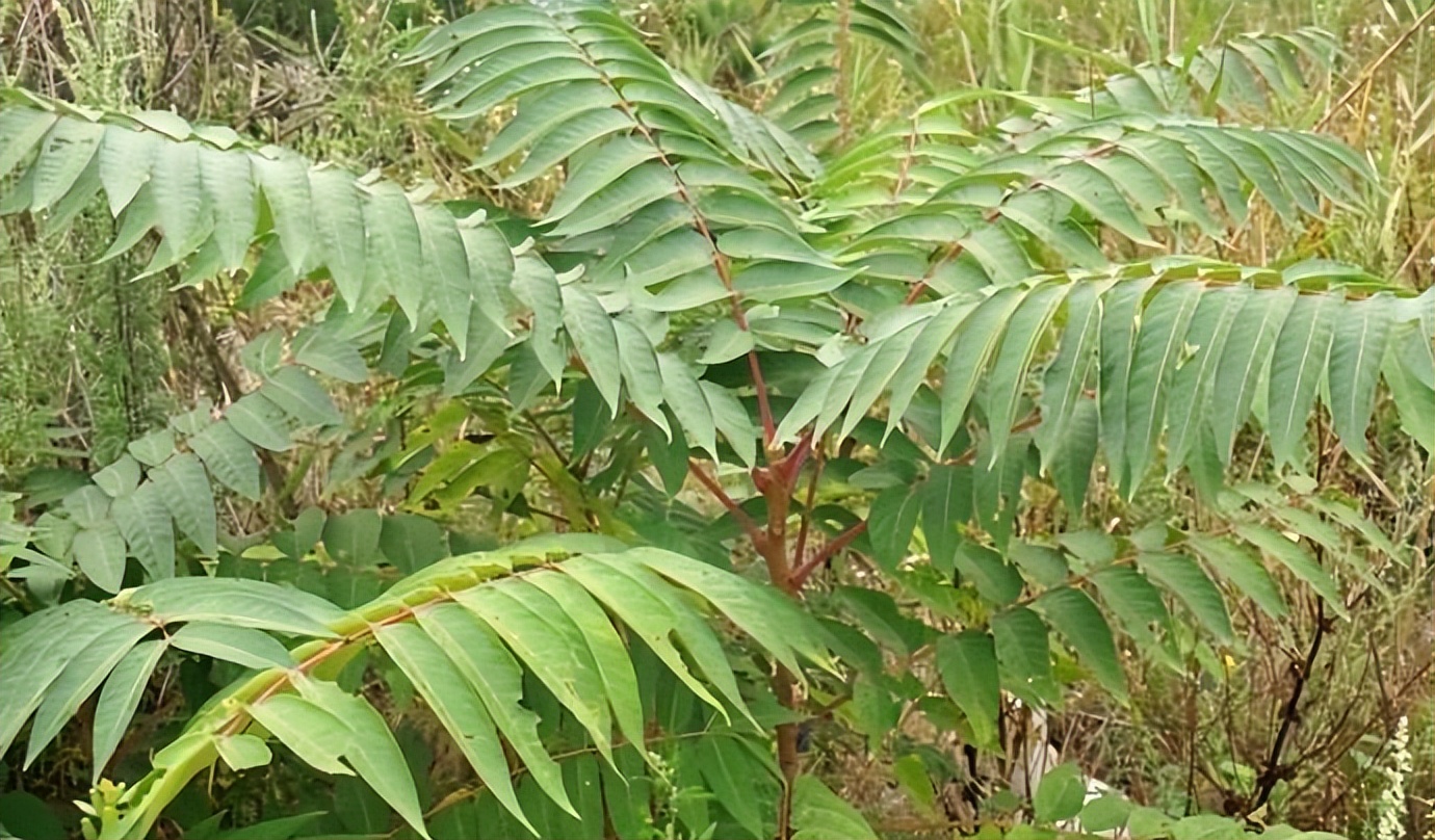 臭椿不同于香椿,臭不可闻却有药用价值,不可食用却格外珍贵