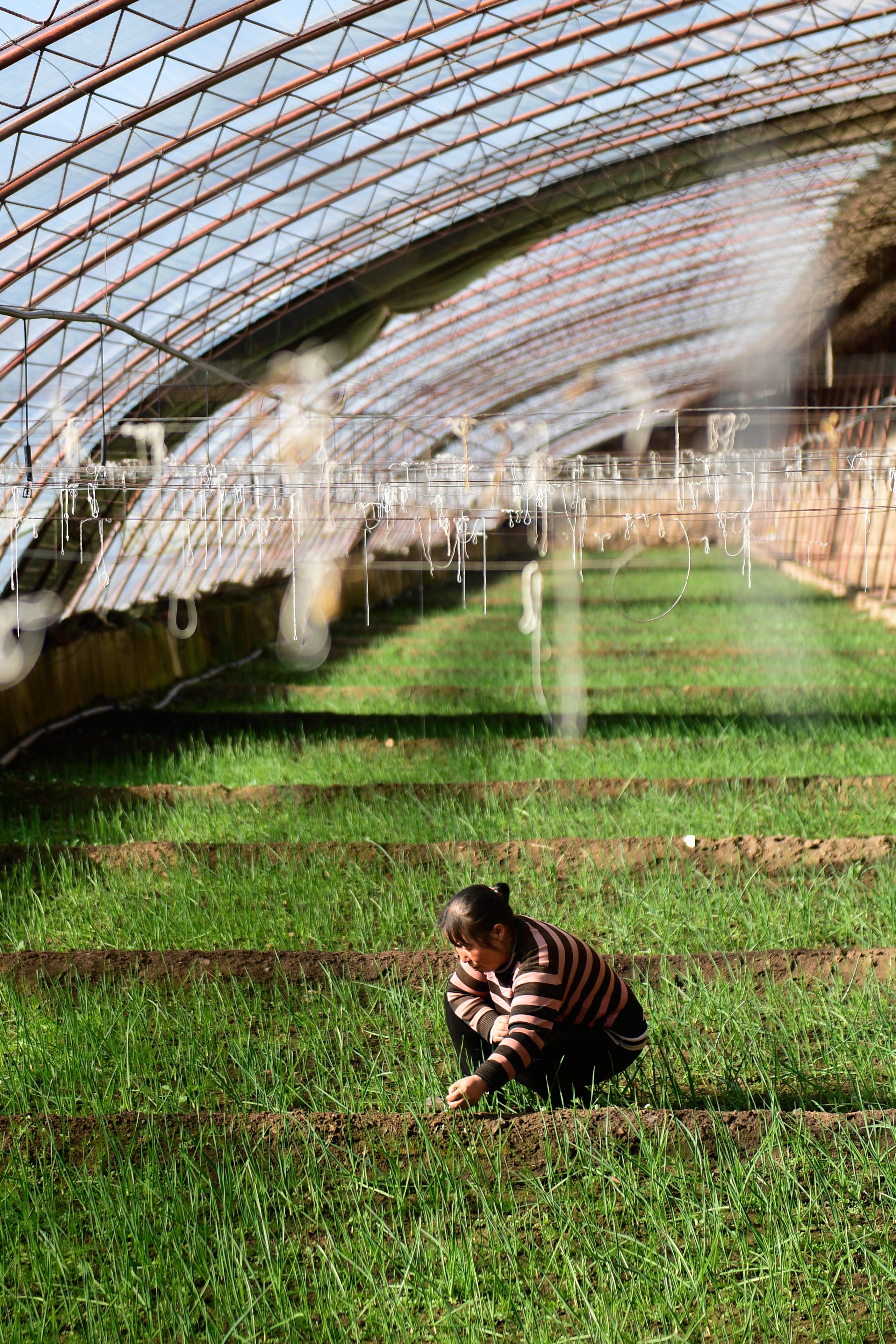 冬日大棚农事忙(4)