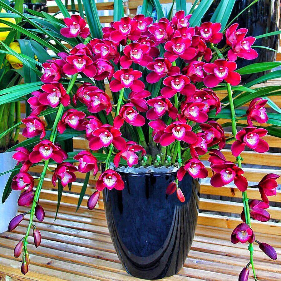 兰花中珍贵的品种"香妃兰",香气浓郁,花色艳丽,是养兰首选