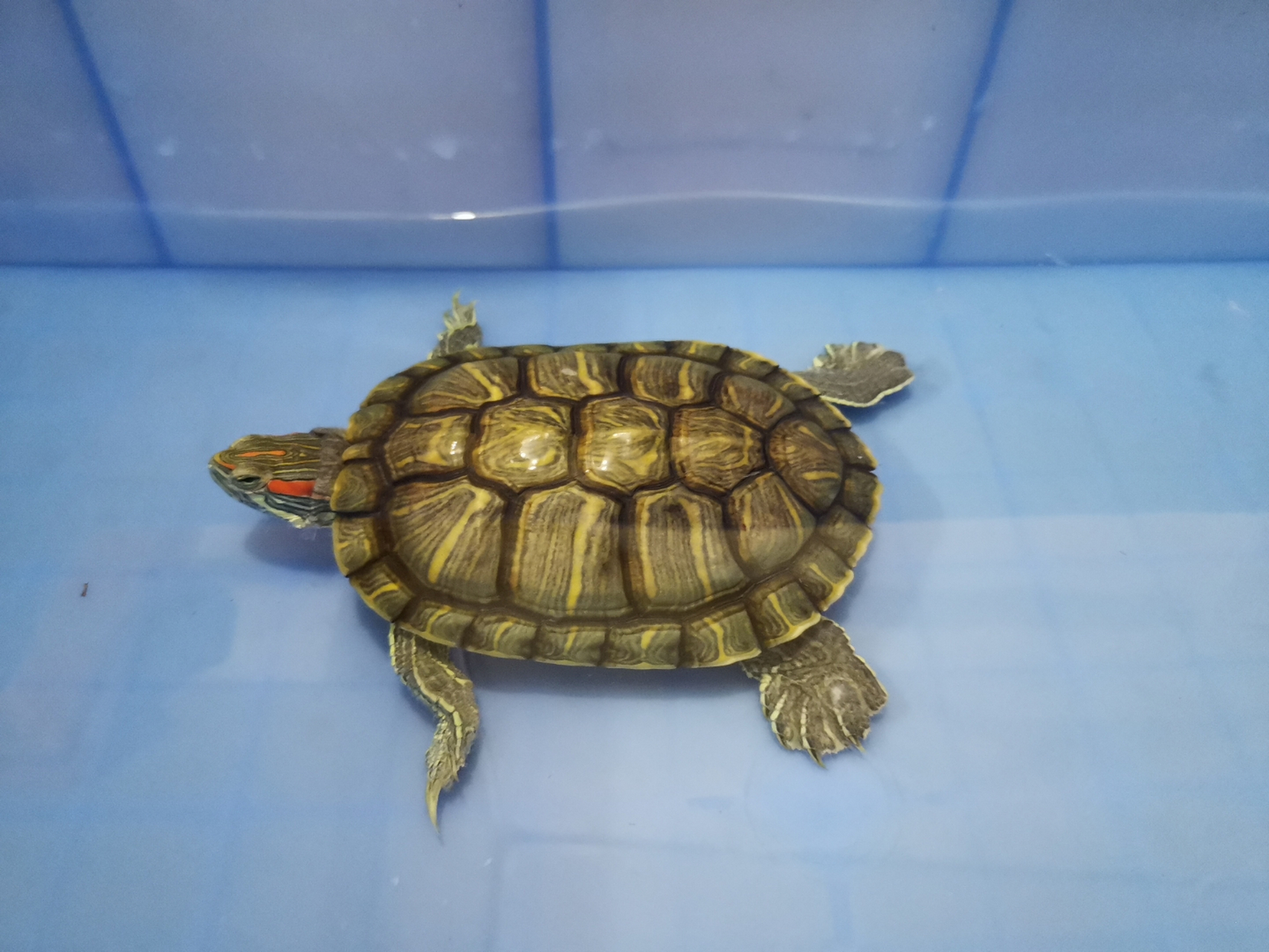 我受到一万点暴击后,终于学会了养龟