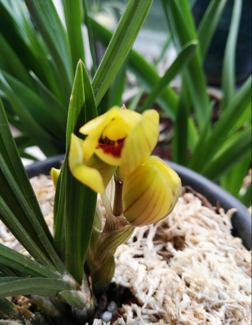 莲瓣兰中的精品黄花荷瓣,花姿端庄,花色怡人,香味更是馥郁芬芳