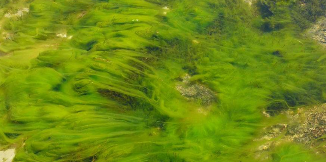 水绵是什么生物?