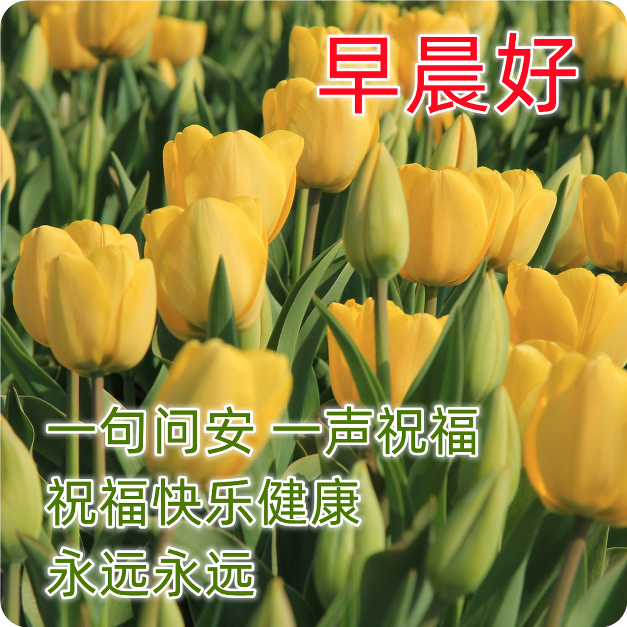 问候大家早上好表情大全动态图片,早上好问候语图片带字 1,你在看别人