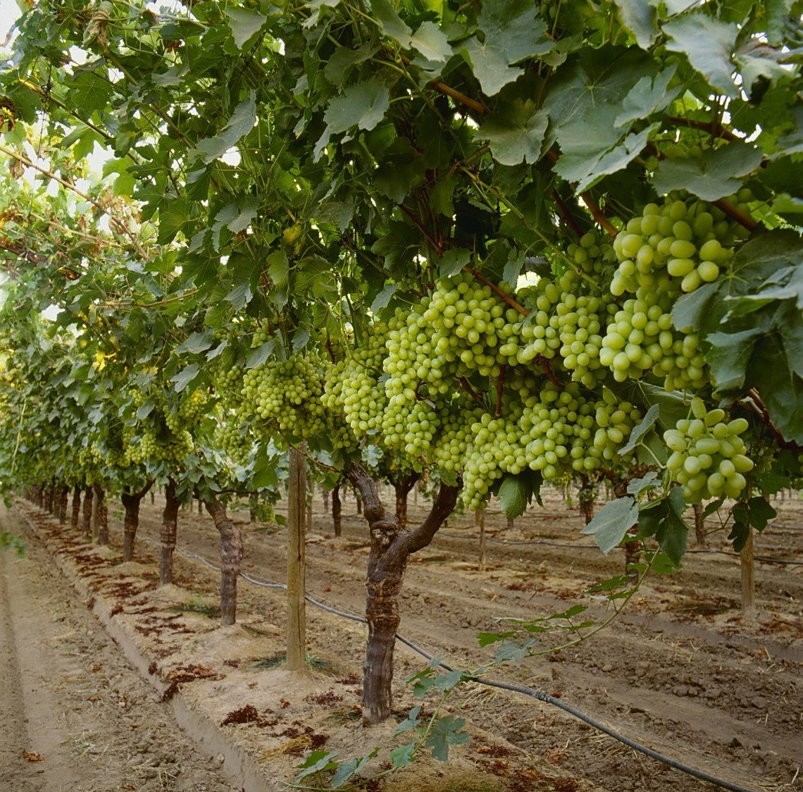 葡萄树养护技巧有很多,掌握好4点,每一年都能大丰收