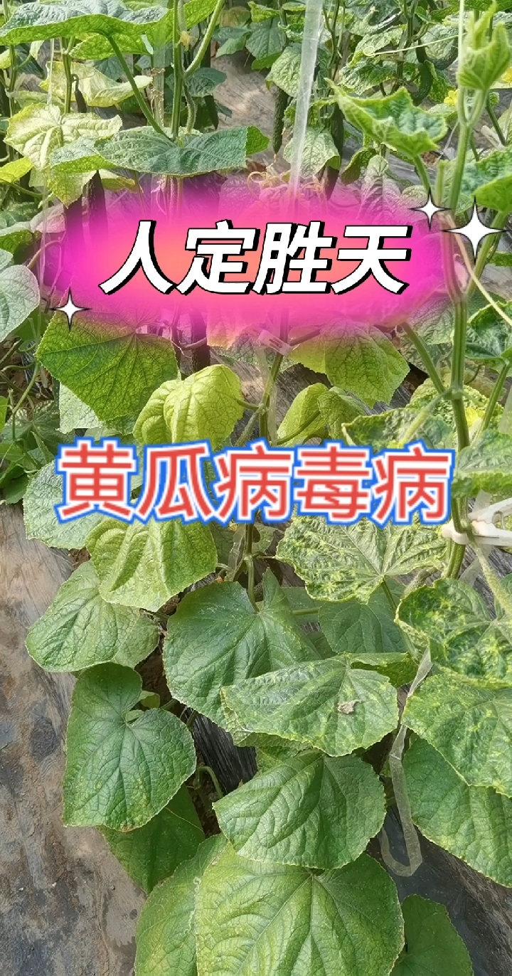 黄瓜病毒病的防治技术