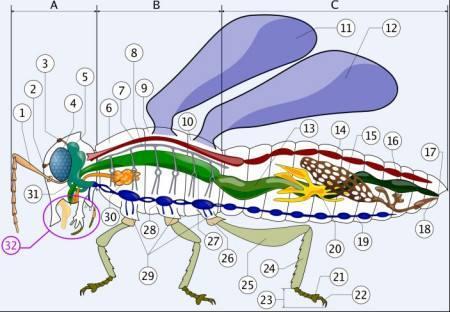 蚊子身体结构图图片