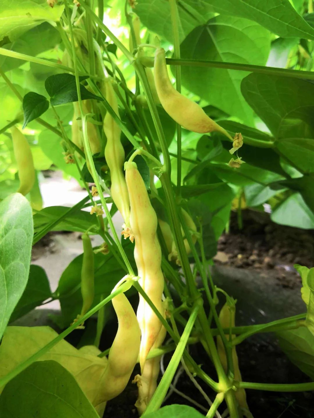 东北野菜黄金勾还有这几种吃法吃过的人都赞不绝口