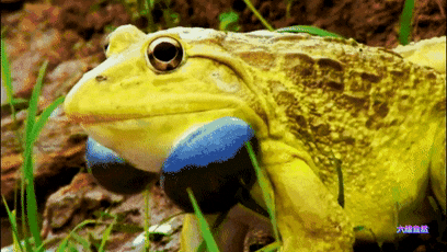 独龙江出现上万只金色的蟾蜍,会是什么状况?只因是蟾蜍繁殖季节