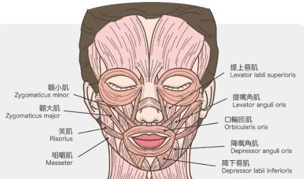 笑肌在哪里图片