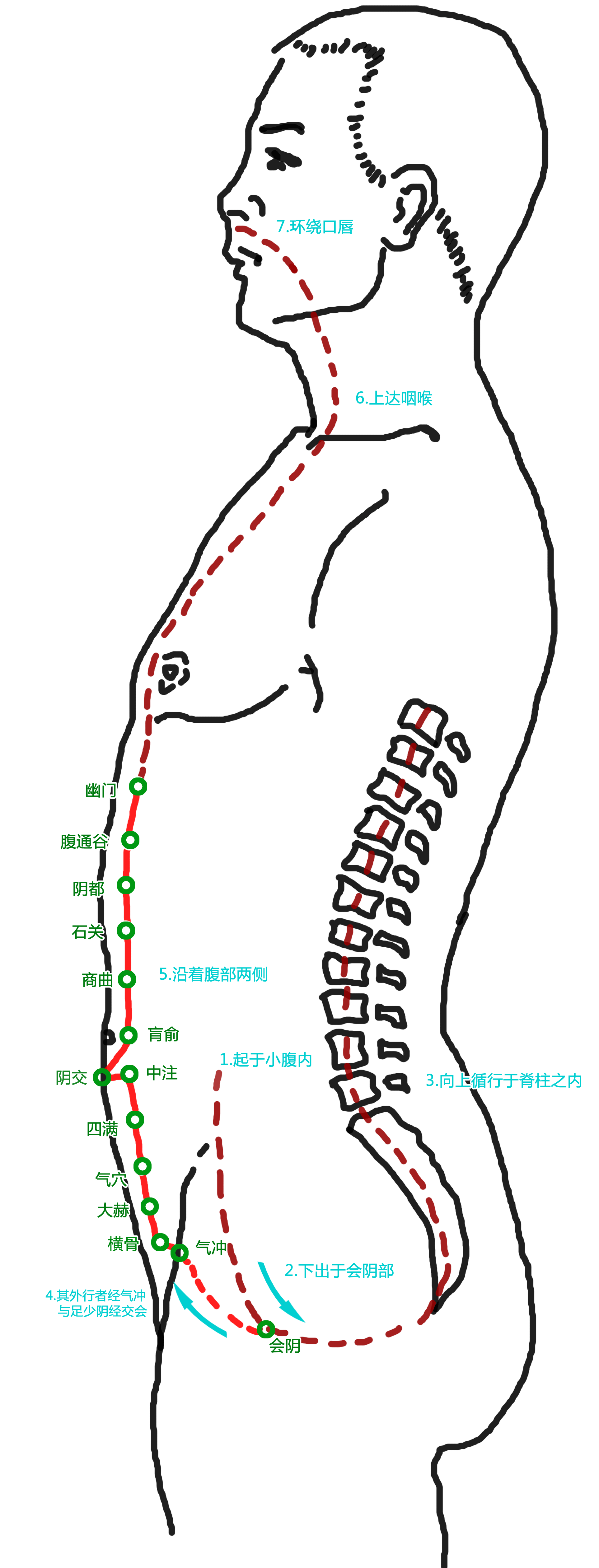 奇经八脉之冲脉篇