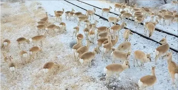 回顾黄羊每年都要偷渡到中国今年特别多不来中国它们会灭绝
