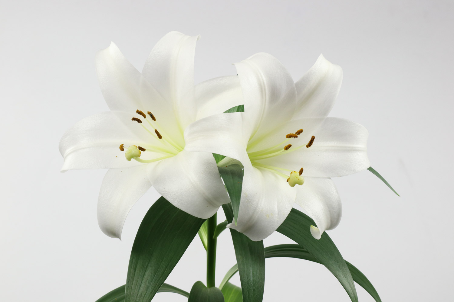 百合花的形态特征和生长环境介绍