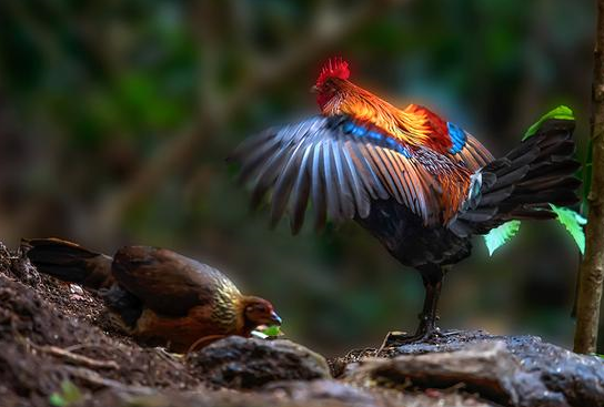 世界上数量最多的鸟竟然不是麻雀?鸟类之王是如何形成的?