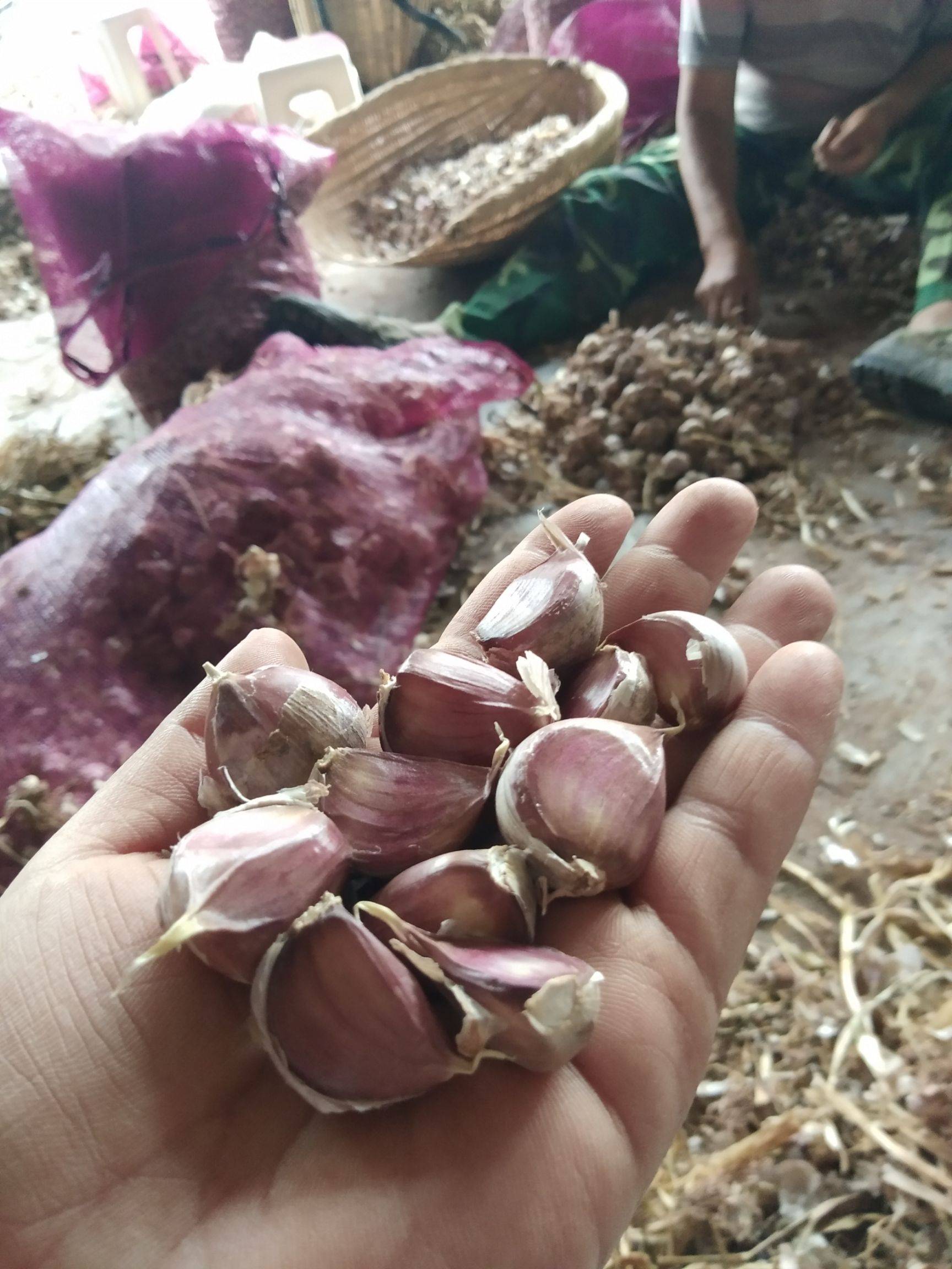 春天种植大蒜,掌握这4个管理措施,种出又大又好的大蒜