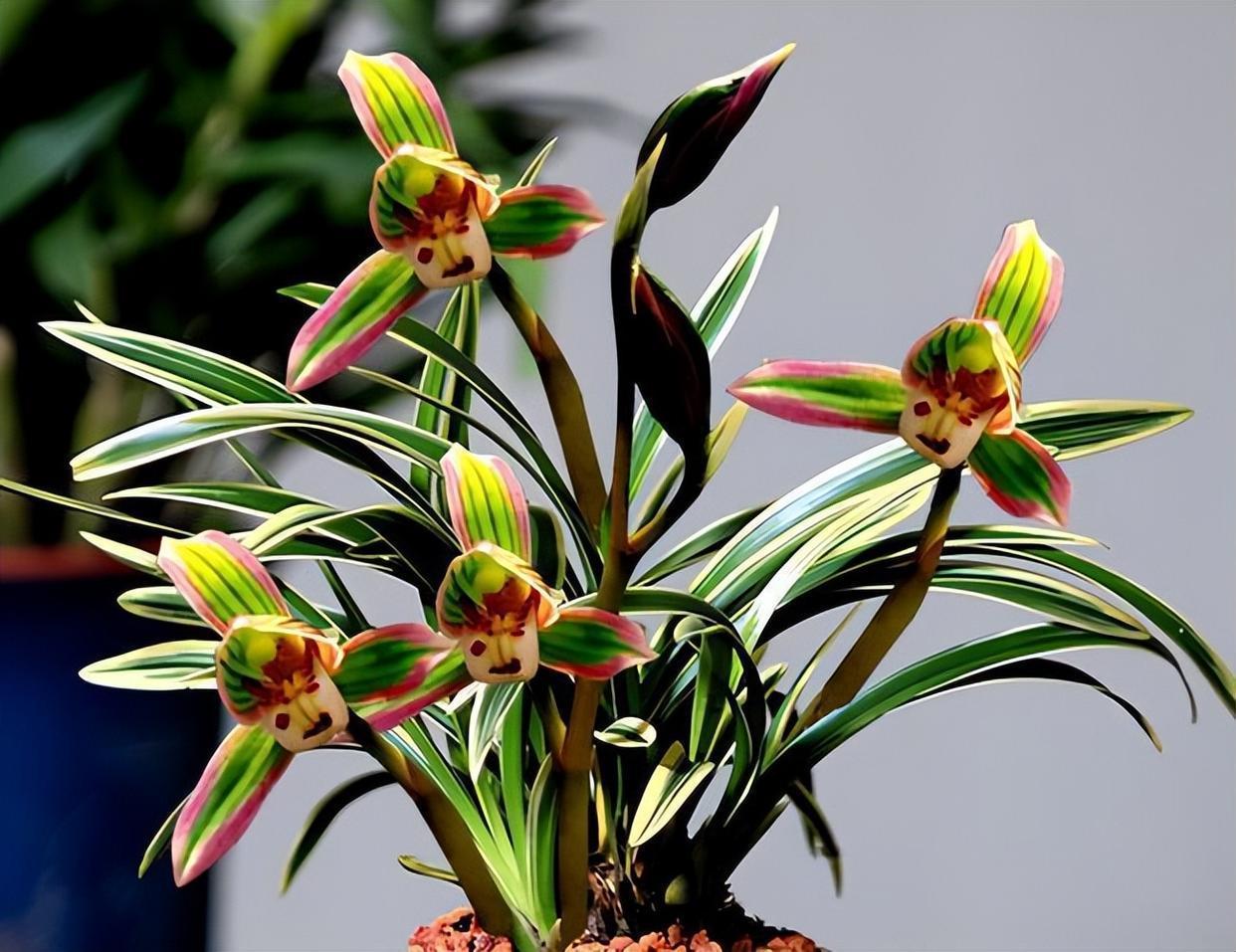 建兰精品帝王妃,花色罕见,气质儒雅,开花后满屋皆香